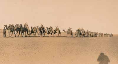 Camel train